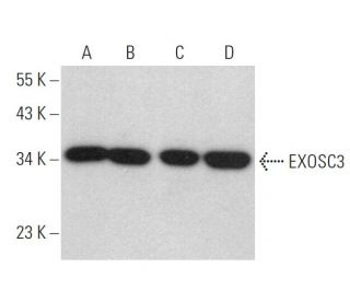 EXOSC3 Antibody (B-8) - Western Blotting - Image 359281 