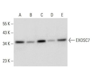 EXOSC7 Antibody (E-12) - Western Blotting - Image 297130 