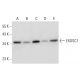 EXOSC7 Antibody (E-12) - Western Blotting - Image 297130 