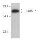 EXOSC7 Antibody (E-12) - Western Blotting - Image 367171 