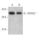 EXOSC7 Antibody (E-12) - Western Blotting - Image 367193