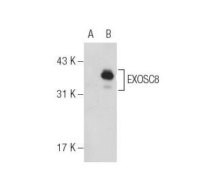 EXOSC8 Antibody (2336C2b) - Western Blotting - Image 130528 