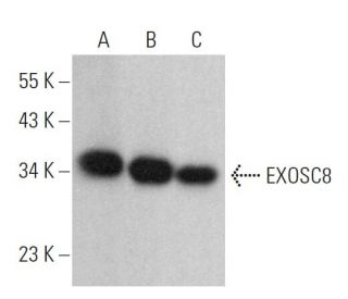 EXOSC8 Antibody (H-8) - Western Blotting - Image 379411 