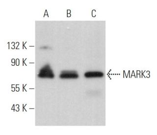 EXOSC9 Antibody (D-6) - Western Blotting - Image 366135 