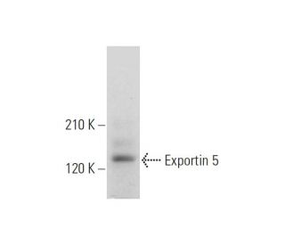 Exportin 5 Antibody (C-2) - Western Blotting - Image 320903