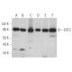 EXT2 Antibody (A-2) - Western Blotting - Image 366843