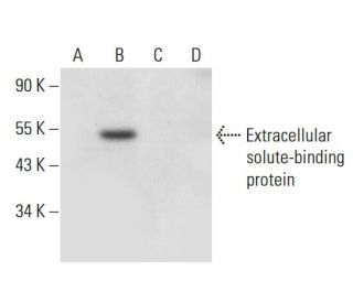 Extracellular solute-binding protein Antibody (F-4) - Western Blotting - Image 305446