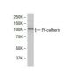 EY-cadherin Antibody (YB.2) - Western Blotting - Image 33441 