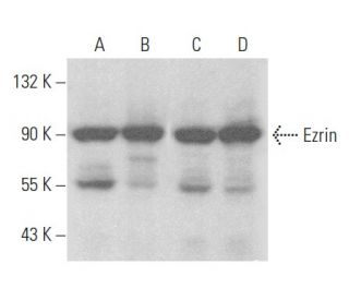 Ezrin Antibody (C-4) - Western Blotting - Image 353951 