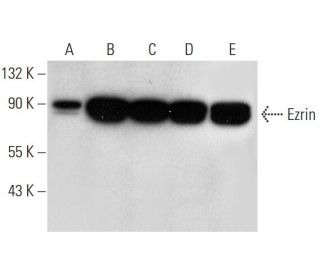 Ezrin Antibody (E-8) - Western Blotting - Image 308450 
