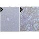 F4/80 Antibody (BM8) - Immunohistochemistry - Image 391713