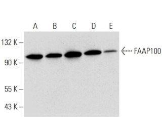 FAAP100 Antibody (F-6) - Western Blotting - Image 323815 