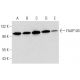 FAAP100 Antibody (F-6) - Western Blotting - Image 323815 
