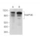 FAAP100 Antibody (F-6) - Western Blotting - Image 372835