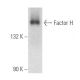 Factor H Antibody (1H10) - Western Blotting - Image 356600 