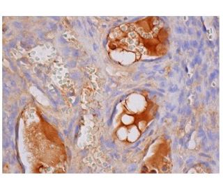 Factor H Antibody (OX23) - Immunohistochemistry - Image 284812 