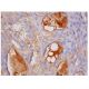 Factor H Antibody (OX23) - Immunohistochemistry - Image 284812 