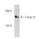 Factor H Antibody (OX24) - Western Blotting - Image 20457