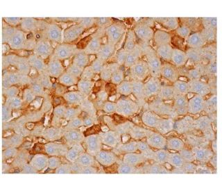 Factor XI Antibody (G-2) - Immunohistochemistry - Image 350213 