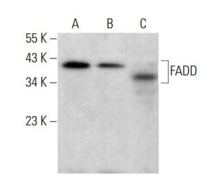 FADD Antibody (F-12) - Western Blotting - Image 379920 
