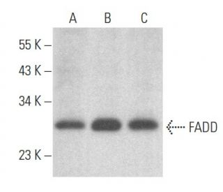 FADD Antibody (G-4) - Western Blotting - Image 354009
