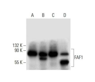 FAF1 Antibody (E-4) - Western Blotting - Image 299359 