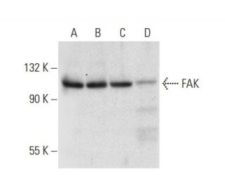 FAK Antibody (B-8) - Western Blotting - Image 303431 