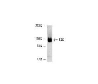 FAK Antibody (H-1) - Western Blotting - Image 2152 
