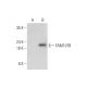 FAM107B Antibody (C-9) - Western Blotting - Image 344704