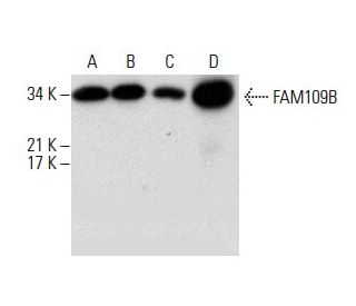 FAM109B Antibody (D-2) - Western Blotting - Image 288514 