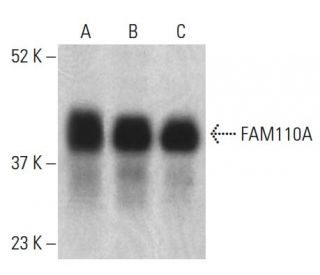 FAM110A Antibody (B-11) - Western Blotting - Image 398975 
