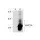 FAM110A Antibody (D-8) - Western Blotting - Image 291940