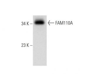 FAM110A Antibody (D-8) - Western Blotting - Image 296994 