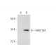 FAM110A Antibody (F-4) - Western Blotting - Image 291013