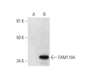 FAM110A Antibody (F-4) - Western Blotting - Image 294381 