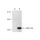 FAM110A Antibody (F-4) - Western Blotting - Image 294381 