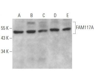 FAM117A Antibody (G-5) - Western Blotting - Image 372826 