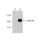 FAM123A Antibody (B-2) - Western Blotting - Image 348622