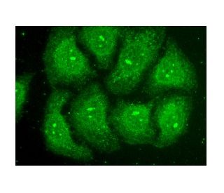FAM123A Antibody (G-1) - Immunofluorescence - Image 153163 