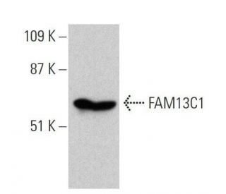 FAM13C1 Antibody (F-4) - Western Blotting - Image 358539 