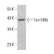 Fam148b Antibody (E-9) - Western Blotting - Image 381264