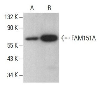 FAM151A Antibody (G-10) - Western Blotting - Image 369063 