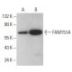 FAM151A Antibody (G-10) - Western Blotting - Image 369063 