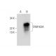 FAM163A Antibody (E-7) - Western Blotting - Image 301503 