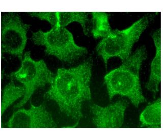 FAM163A Antibody (G-12) - Immunofluorescence - Image 299647 