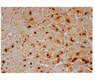 FAM184A Antibody (G-10) - Immunohistochemistry - Image 290477 