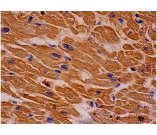 FAM184A Antibody (G-7) - Immunohistochemistry - Image 286529 