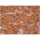 FAM184A Antibody (G-7) - Immunohistochemistry - Image 286529 