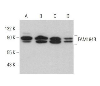 FAM194B Antibody (F-3) - Western Blotting - Image 377456 