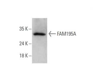 FAM195A Antibody (D-5) - Western Blotting - Image 344268 